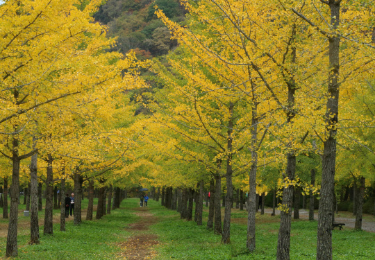 12일 강원 홍천군 내면 광원리 은행나무 숲 나무마다 노랗게 물든 단풍이 장관을 이루고 있다.